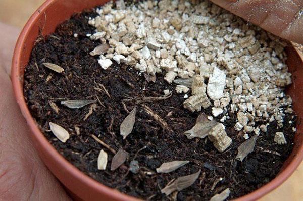 Vermiculit für Zimmerpflanzen