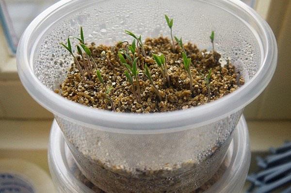Keimung von Samen in Vermiculit