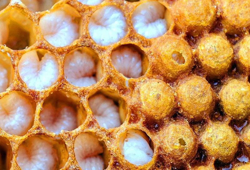 قرص العسل مع اليرقات بدون طيار