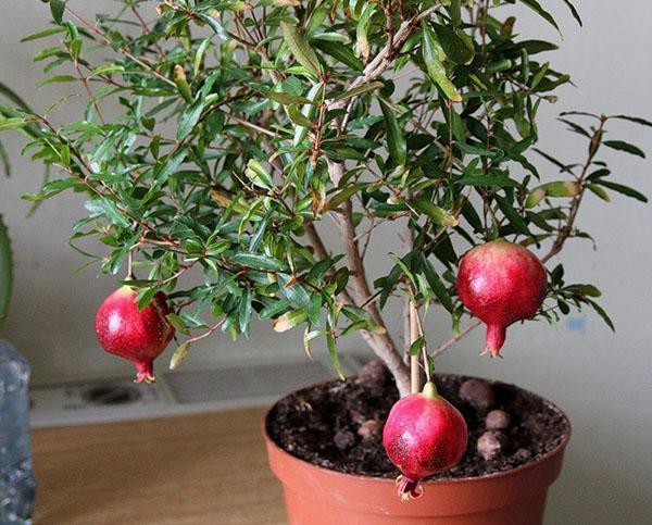 fruchtender Indoor-Granatapfel