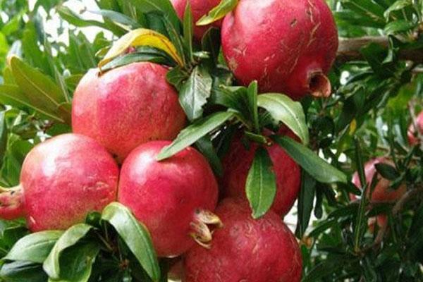 reiche Fruchtbildung von Granatapfel