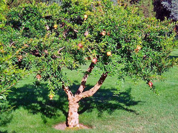 alter Granatapfelbaum