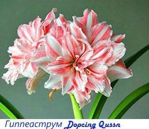 Hippeastrum Dopping Qussn
