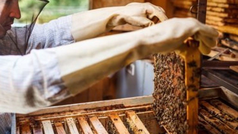 لماذا تحتاج إلى تكاثر النحل بالطبقات