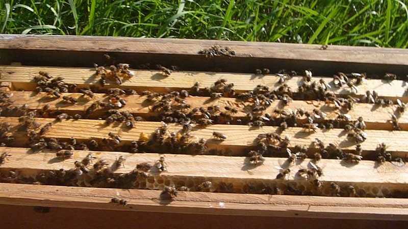 Bienenschwarm nach der Taranov-Methode
