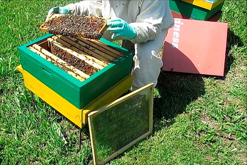 احتشاد النحل وفقًا لطريقة Simmins