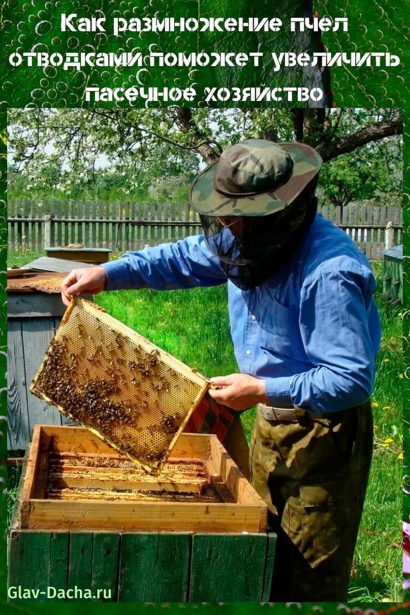 Reproduktion von Bienen durch Schichtung