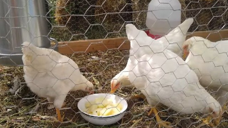 warum Kartoffeln für Hühner nützlich sind