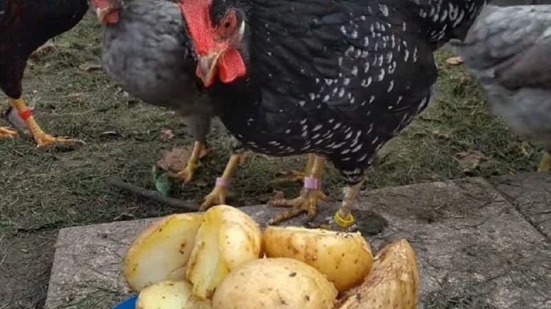 Ist es möglich, Hühnern rohe Kartoffeln zu geben?