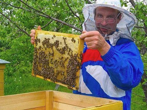 Honig sammeln im Bienenstand