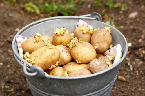 wie man Kartoffeln anpflanzt