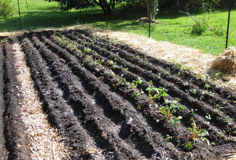 jak zasadit jahody do otevřené půdy
