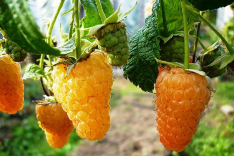 odrůda maliny pomerančový zázrak