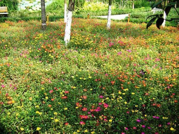 Maurischer Rasen zieht mit einer Fülle von Blumen die Blicke auf sich