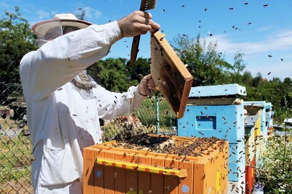 Včelař vrstvení včel