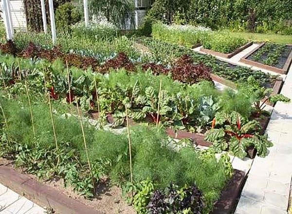 dichte Bepflanzung von Gemüse unterschiedlicher Reifezeiten