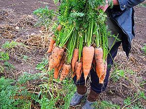 Karotten von Hand ernten