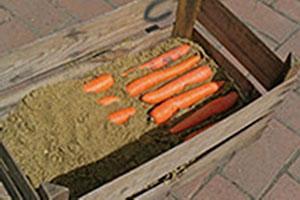 Karotten im Sand lagern