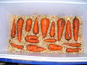 Karotten in Sägemehl lagern