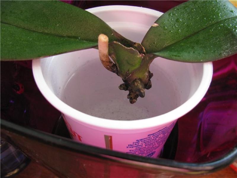 reanimace orchidejí ve vodě