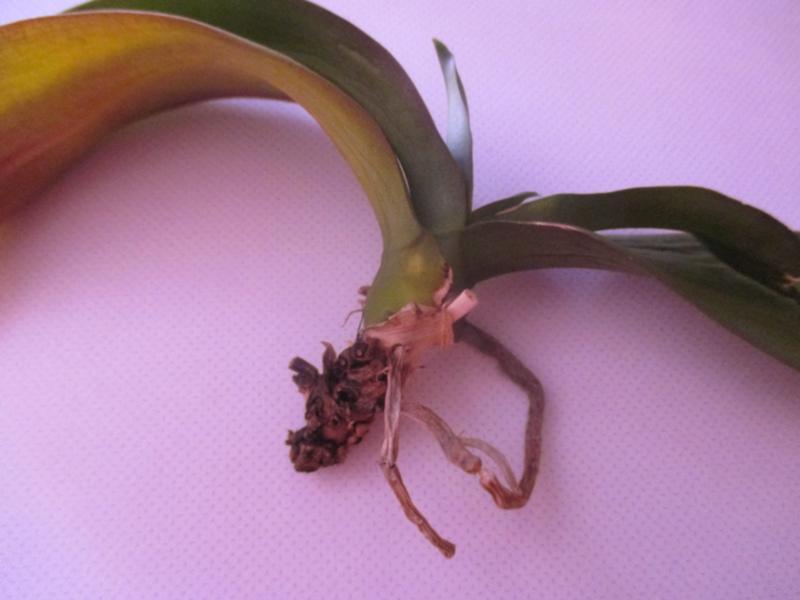 jak zachránit orchidej bez kořenů