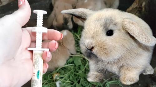Kaninchenimpfung