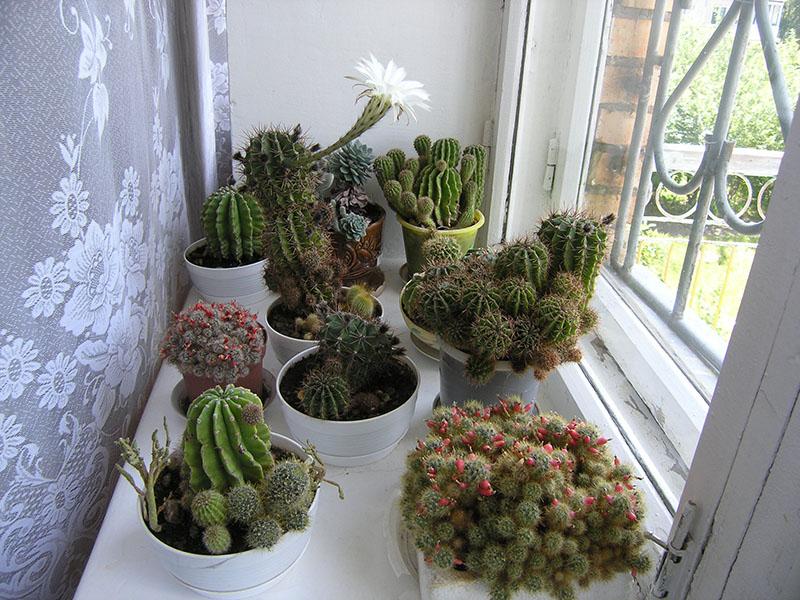 přirozené světlo pro kaktus