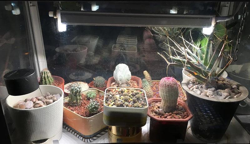 dodatečné osvětlení kaktusů