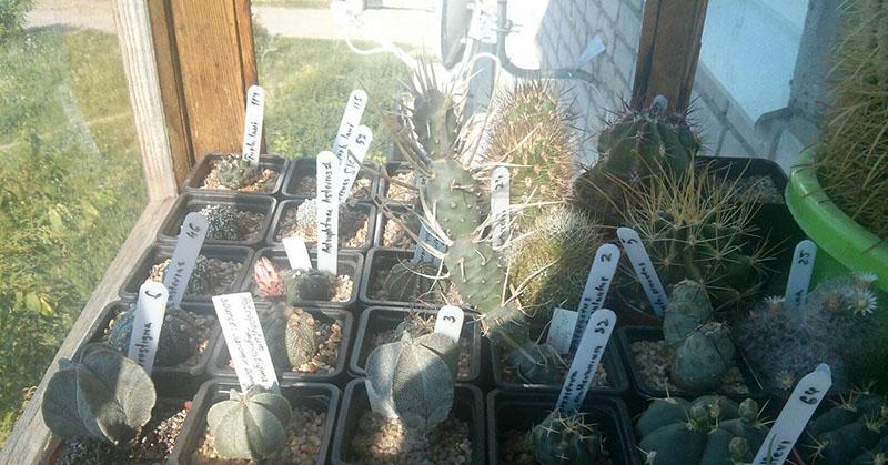 pěstování nových exemplářů kaktusů