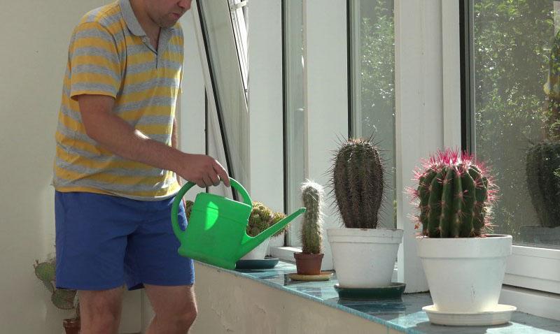 zavlažovací režim pro kaktusy