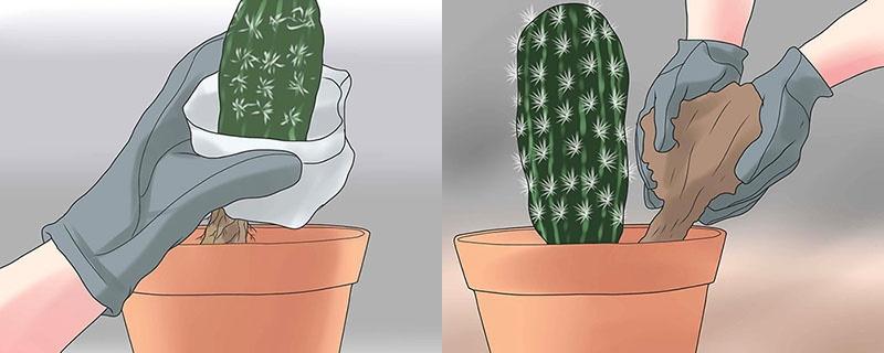 einen Kaktus pflanzen und den Topf mit Erde füllen