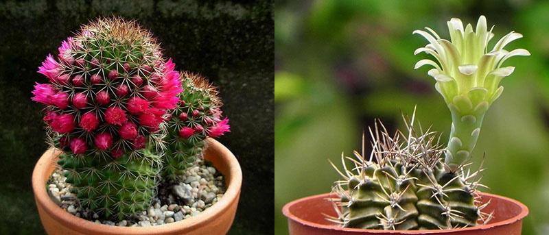 jak se starat o kvetení kaktusu
