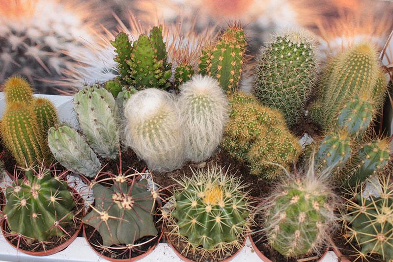 jak pečovat o různé druhy kaktusů