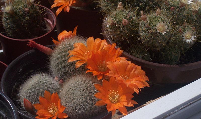 jak se starat o kvetoucí kaktus