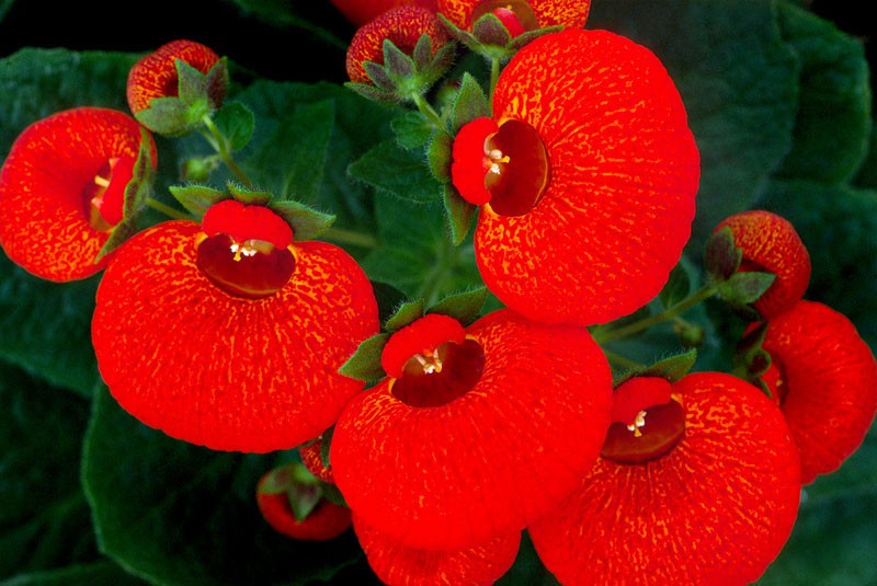 lila Calceolaria