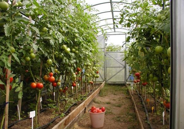 rajčata ve skleníku