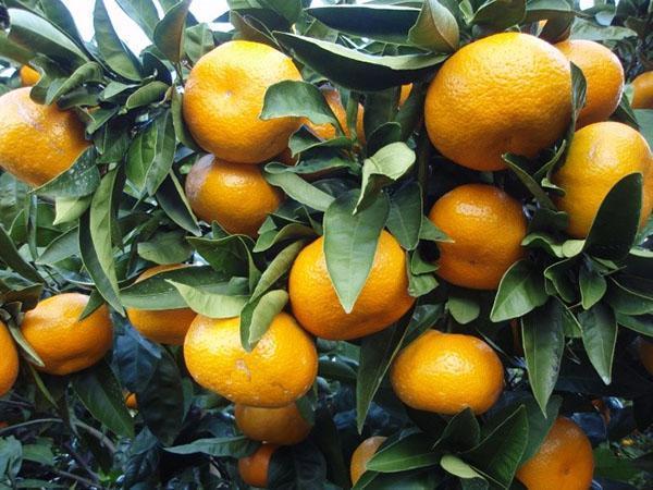 fruchtende Indoor-Mandarine