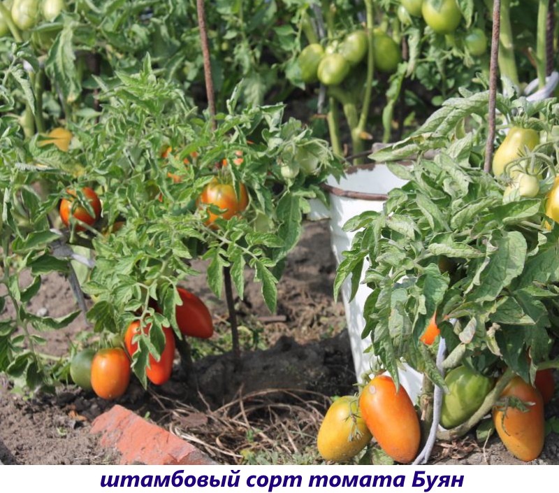 standardní odrůda rajčat Buyan