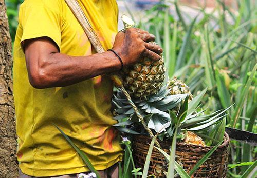 Po sklizni z pole se chuť ananasu nemění.