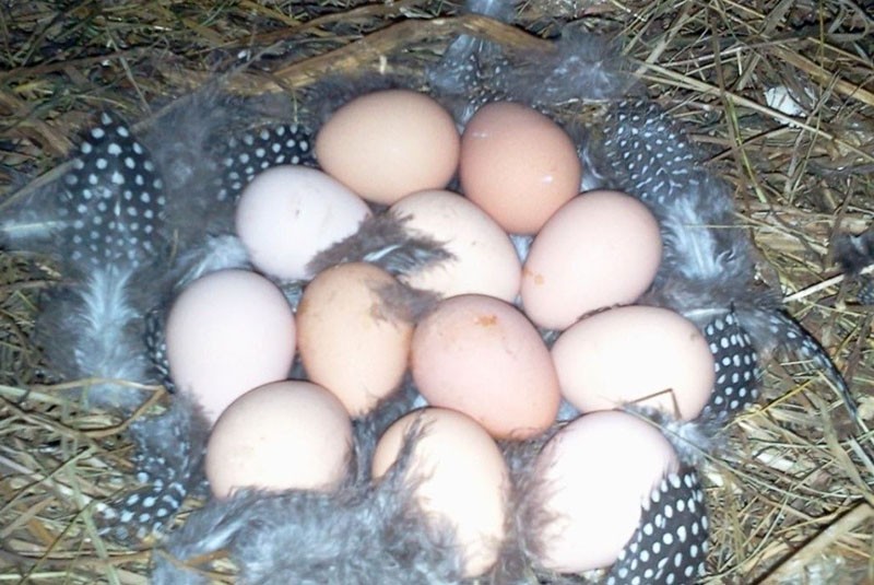 Was sind die Vorteile von Perlhuhn-Eiern?