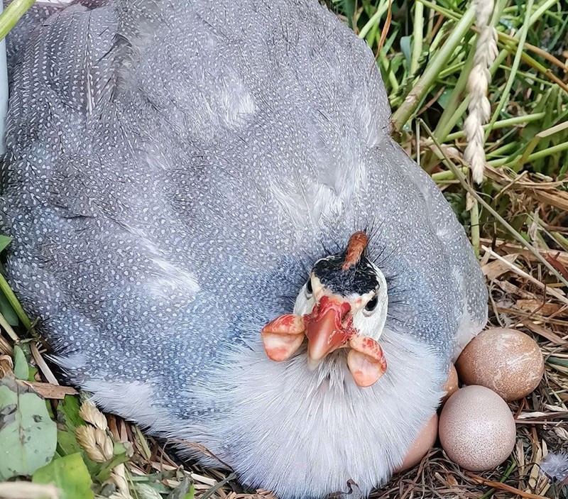دجاج غينيا يضع البيض
