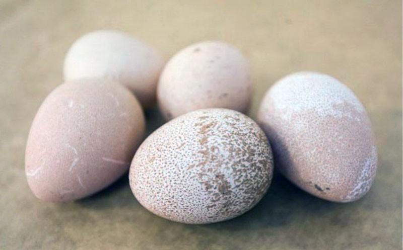 Aufbewahrung von Perlhuhn-Eiern