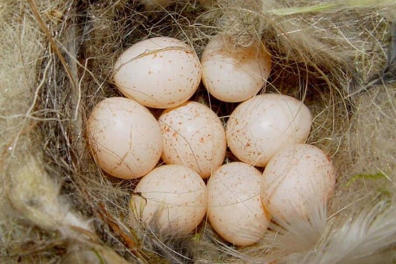 Was sind die Vorteile von Perlhuhn-Eiern und der mögliche Schaden?
