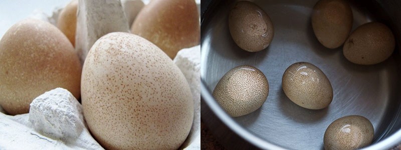 Perlhuhn-Eier beim Kochen