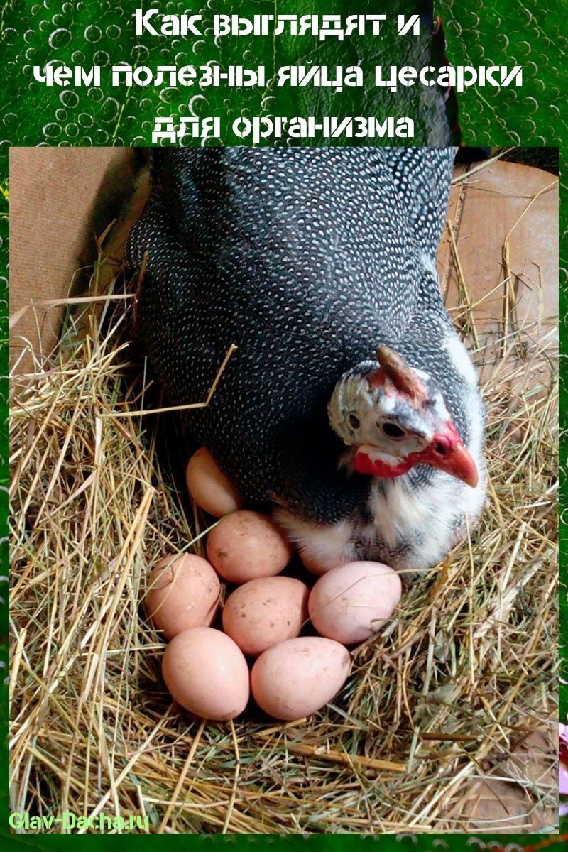 ما هي فوائد بيض دجاج غينيا