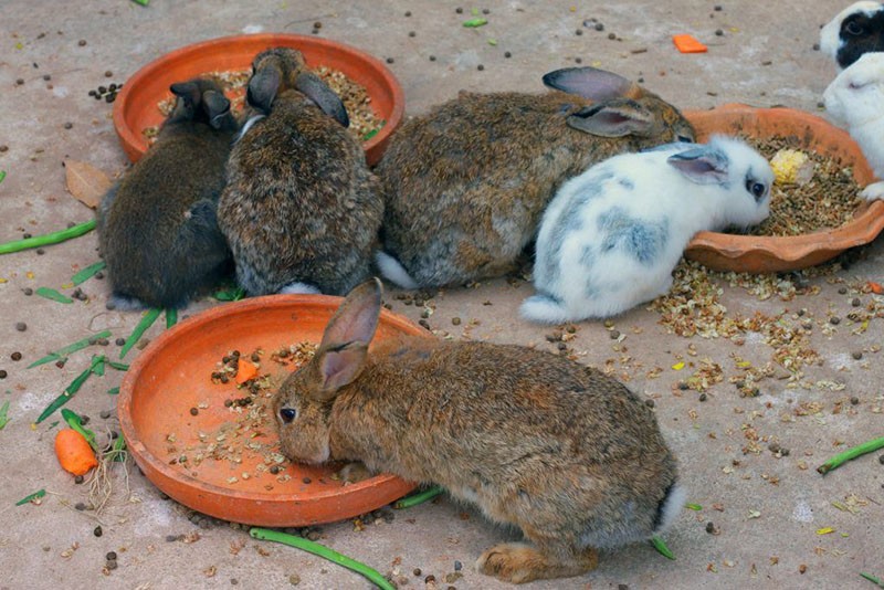 dobrá výživa pro králíky