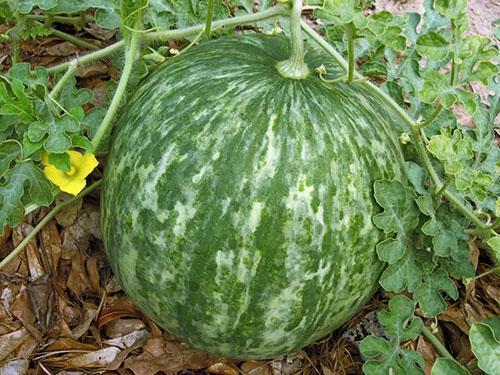 Eine schöne saftige Wassermelone ist gewachsen