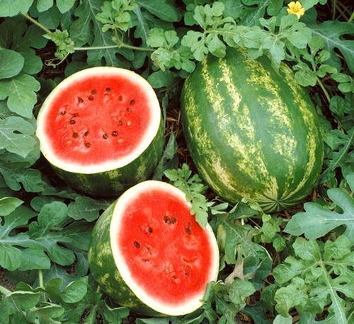 Eine gute Ernte von Wassermelonen ist nur mit der richtigen Wahl des Pflanzortes möglich