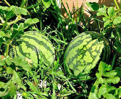 Wassermelonen im Landhausgarten