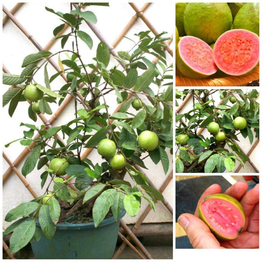 كيف تنمو الجوافة في المنزل